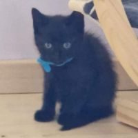 Blacky, chaton à l'adoption