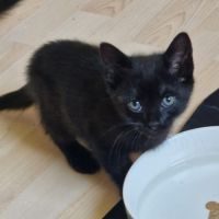 Zorro, adorable chaton mâle à l'adoption