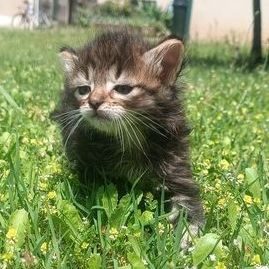 Athos, adorable chaton mâle à l'adoption