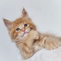 Chatons maine coon #3