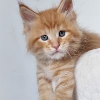 Chatons maine coon #4