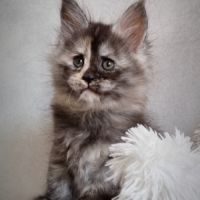 Chatons maine coon #5