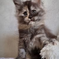 Chatons maine coon #6