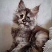 Chatons maine coon #7