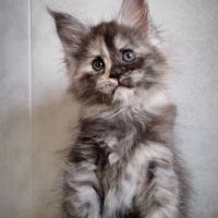 Chatons maine coon #8