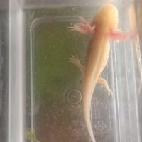 Bébés axolotl gold
