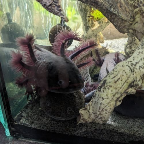 Axolotls sauvage #2