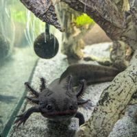 Axolotls sauvage #1