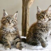 5 chatons maine coon loof