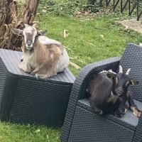 2 chèvres à vendre urgent