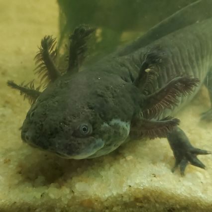 Axolotl femelle sauvage