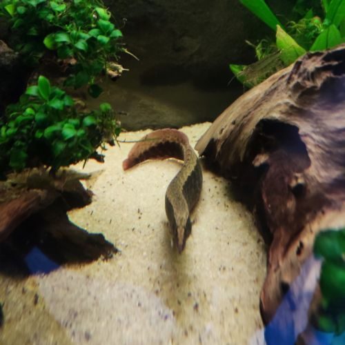 Anguille macrognatus