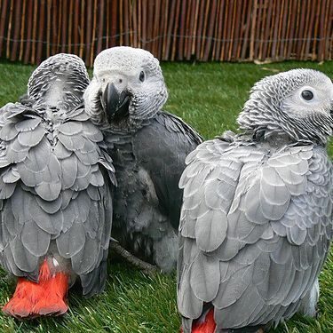 Jeunes perroquets gris du gabon,eleve a main