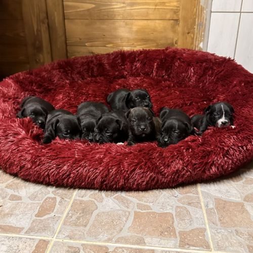 Chiots staffordshire bull terrier dit staffie