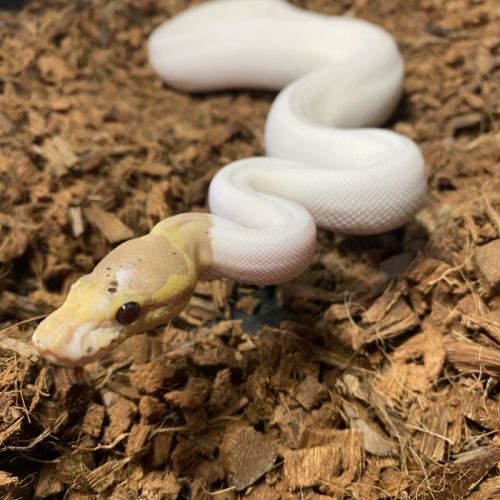 Python regius black pastel banana piebald