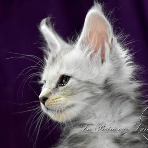 Maine coon. traditionnel