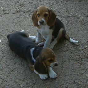 Chiot beagle de 4 mois