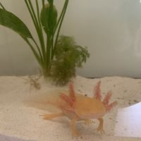 Vend jeune femelle axolotl