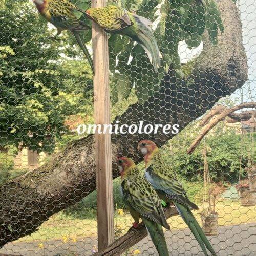 Oiseaux omnicolores #1