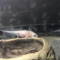 Axolotl albinos #1