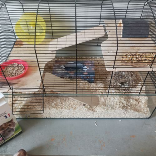 Hamster russe + cage + accessoires