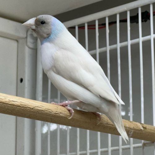 Diamant De Gould A Vendre, Petites Annonces Oiseaux, Achat, Vente, Adoption Diamant De Gould A Vendre, Petites Annonces Oiseaux, Achat, Vente, Adoption