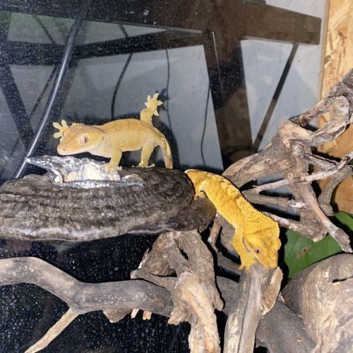 Couple gecko a crête