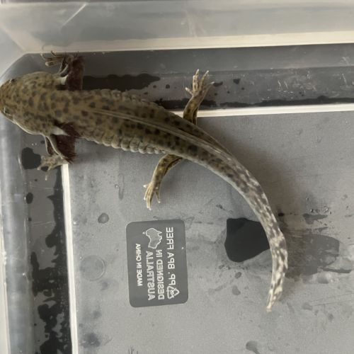 Axolotl sauvage 17cm #4