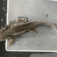 Axolotl sauvage 17cm #2