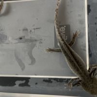 Axolotl sauvage 17cm #3