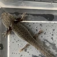 Axolotl sauvage 17cm #5
