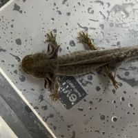 Axolotl sauvage 17cm #6