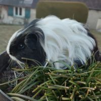 Éleveuse de cochon d'inde shelty en normandie eure #0