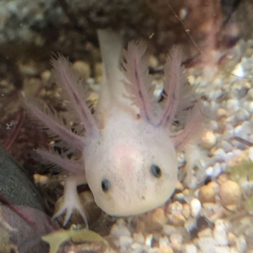 6 axolotls nés en juin 2023 à saisir #0