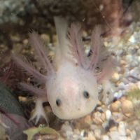 6 axolotls nés en juin 2023 à saisir
