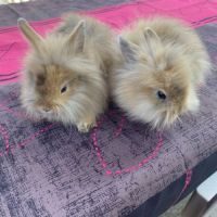 3 bébés lapins nains #1