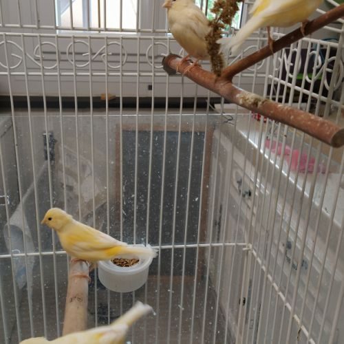 Trois jeunes canaris, de couleur jaune schimmel