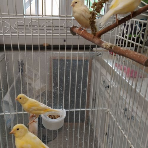 Trois jeunes canaris, de couleur jaune schimmel #3
