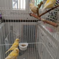 Trois jeunes canaris, de couleur jaune schimmel #2