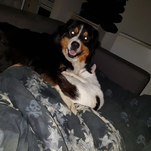 Femelle Bouvier Bernois Croisé Berger Australien 35150