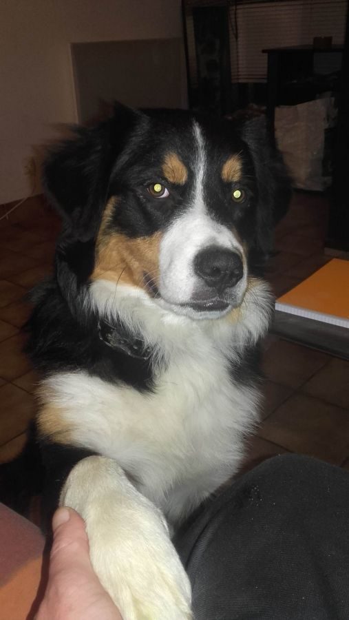 Femelle Bouvier Bernois Croisé Berger Australien 35150