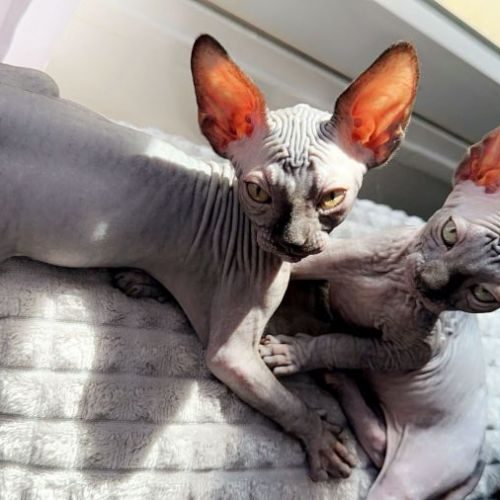 Chatons sphynx à adopter