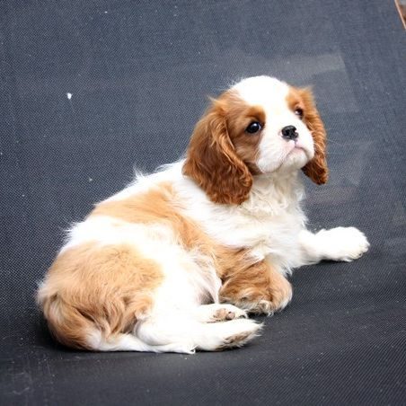 Adorable chiots cavalier king charles