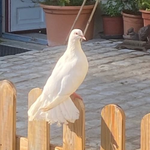 Magnifiques pigeons paons blancs