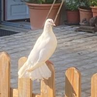 Magnifiques pigeons paons blancs #0
