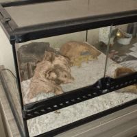 Urgent a vendre gecko léopard male + terrarium #2