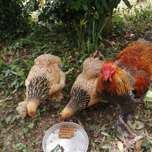 2 poules et 1 coq brahma fauve