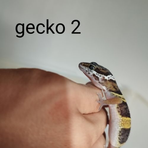 Juvénile geckos léopard