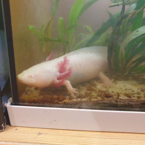 Axolotl à donner