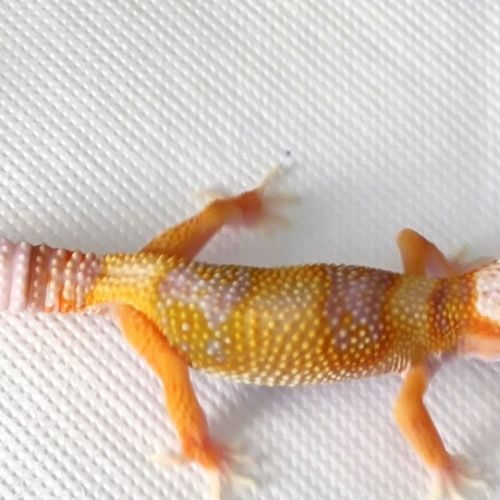 Geckos léopard 2023 - atomic rainwater
